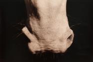 Untitled, Rhode Island, from the series "Animalia: Equus"