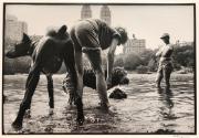 Dogs’ last swim in Central Park lake, New York, from the "Hipshot" series.