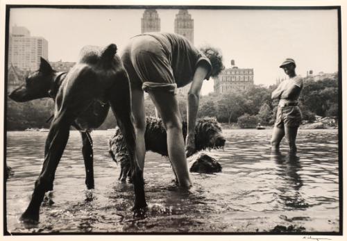 Dogs’ last swim in Central Park lake, New York