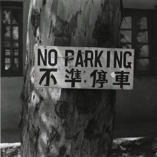 No Parking Sign on Tree