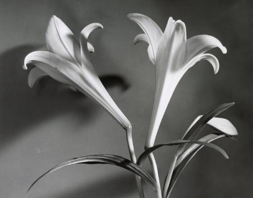 Still life with lilies