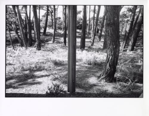 Trees and Wooden Pole