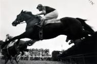 Last Fence, Fair Hill, from the series "Racing Days"