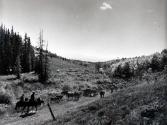 Roundup. Cowboys drive cattle down mountain to winter quarters, near continental divide, Colorado