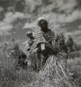 Berber harvesting wheat, Marrakech, Morocco