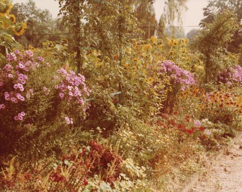 Giverny Gardens (study of Claude Monet’s garden), Normandy