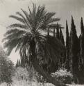 Palm Tree, El Golea, Algeria