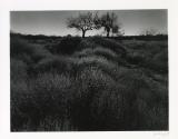 Dark Landscape, Tucson, Arizona