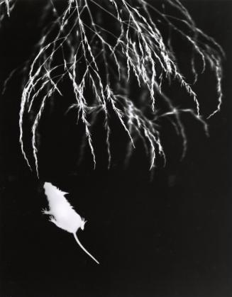 Hamilton and asparagus ferns, New Mexico