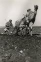 Peasant ploughing a field with dromedary and mule and draught animals, Morocco, 1952