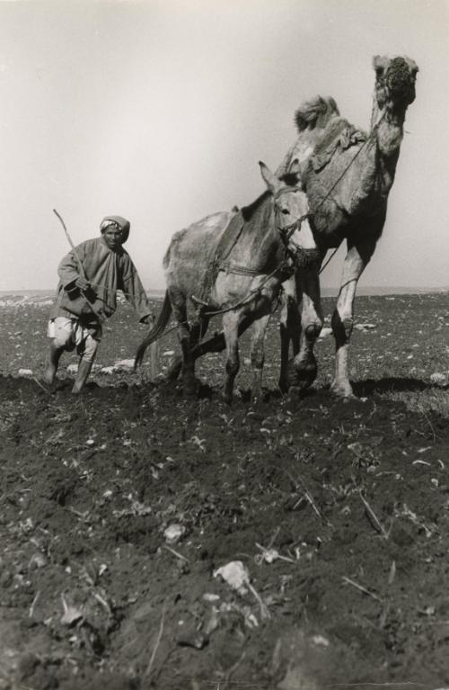Peasant ploughing a field with dromedary and mule and draught animals, Morocco, 1952