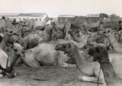 Camel market, Djibouti, Africa, 1939
