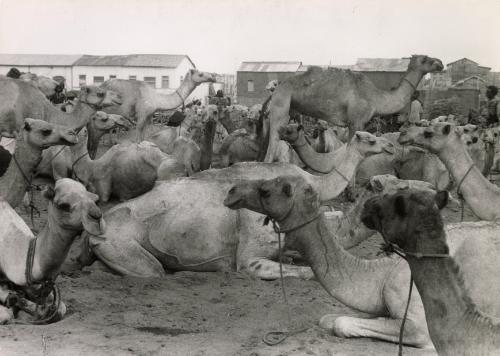 Camel market, Djibouti, Africa, 1939