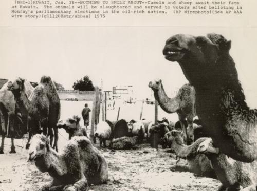 Nothing To Smile About: Camels and sheep await their fate at Kuwait. The animals will be slaughtered and served to voters after balloting in Monday's parliamentary elections in the oil-rich nation, January 26, 1975