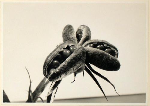 Untitled from the "Plant Forms" series (Peony seedpod)