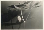 Untitled from Plant Forms series [mayapple flower]