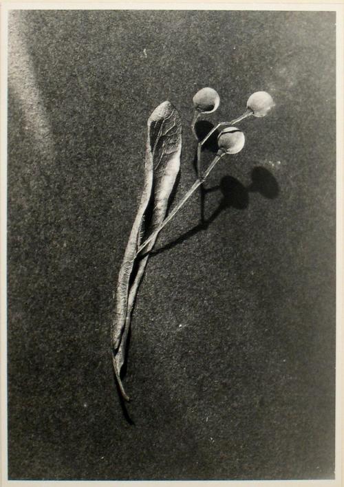 Untitled from the "Plant Forms" series (Tilia Americana [American linden] flower buds)