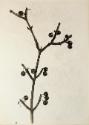 Untitled from the "Plant Forms" series  [berried twig]
