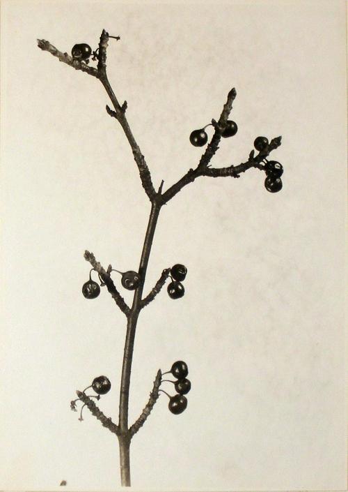 Untitled from the "Plant Forms" series  [berried twig]