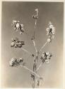 Untitled from the "Plant Forms" series (Alfalfa)