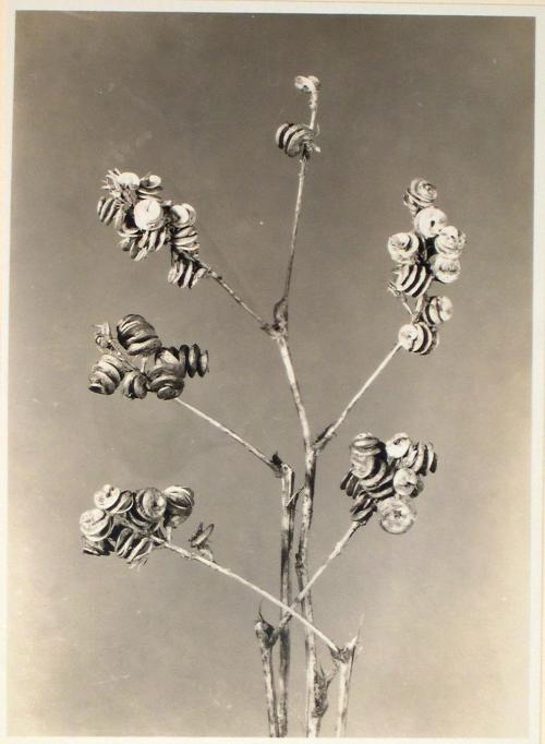 Untitled from the "Plant Forms" series (Alfalfa)