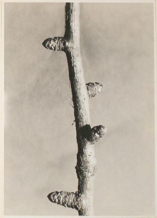 Untitled from the "Plant Forms" series (Larch short shoots in winter)