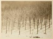 Untitled from the "Root Glen and Kirkland Glen" series (rows of trees in snow)