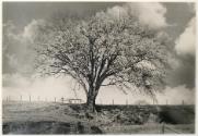Untitled (Tree) (possibly from the "Clinton Scenes" series)