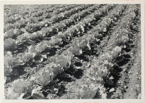 Untitled from the "Fields" series