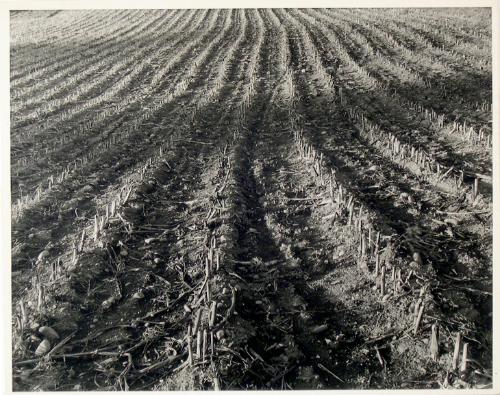 Untitled from the "Fields" series