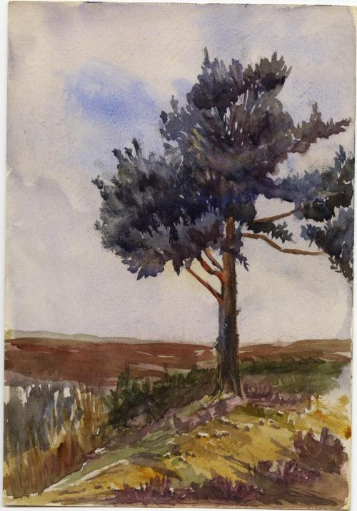 Study of a Fir Tree, Crookham
