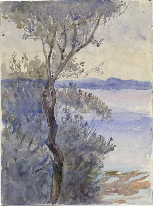 Olive Tree, Sirmione