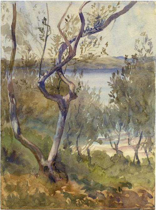 Olive Tree, Sirmione