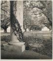 Untitled [Alley of live oaks from the porch at Oak Alley Plantation, Saint James Parish, Vacherie, Louisiana]